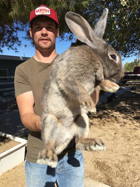 6 weeks old. . Flemish giant rabbit for sale